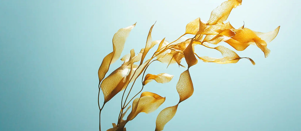 Kelp