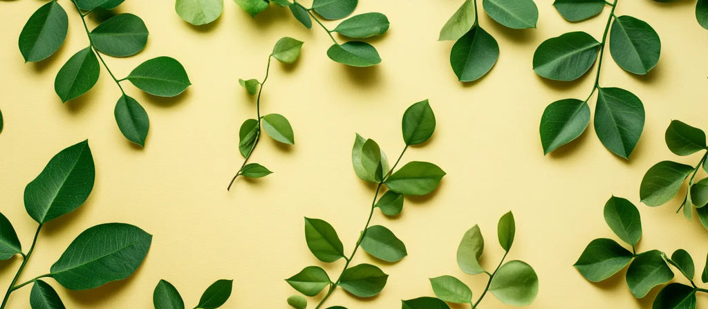 Moringa