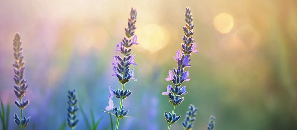 Blue Vervain