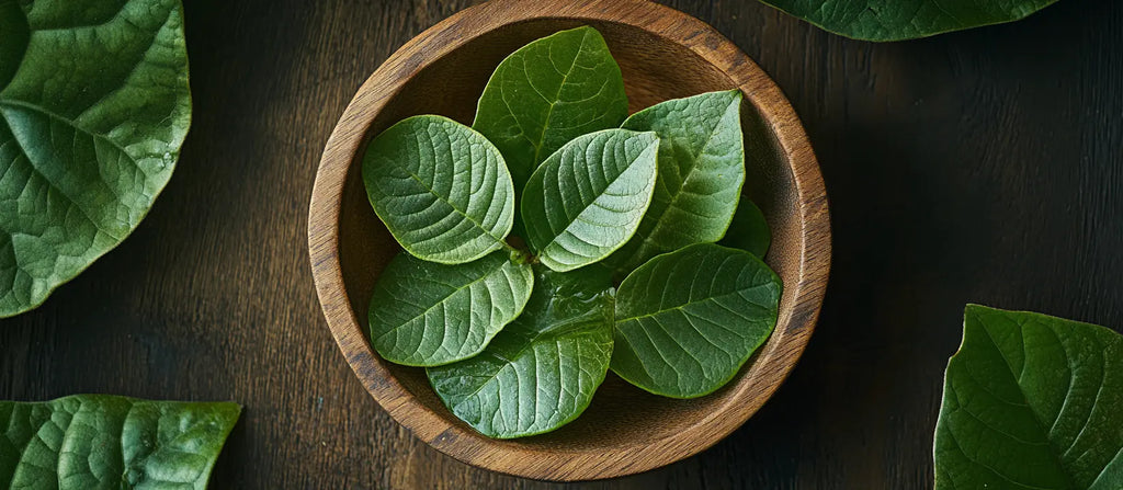 Guayusa Leaf