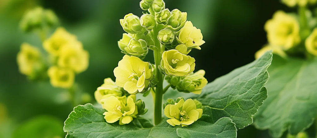 Mullein Leaf