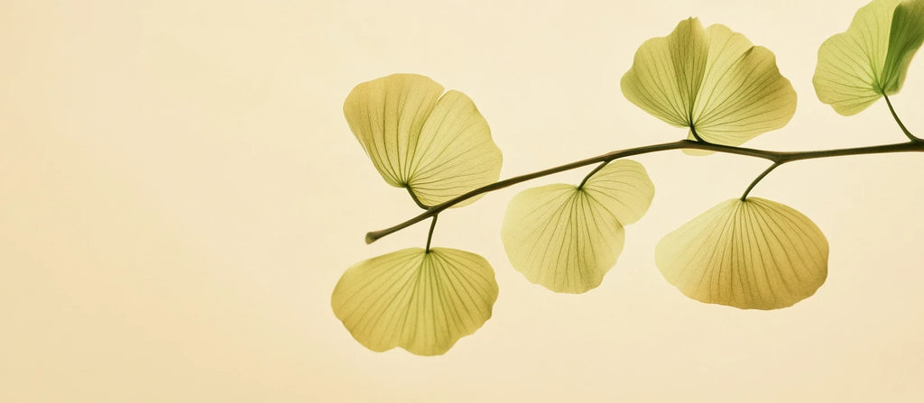 Ginkgo